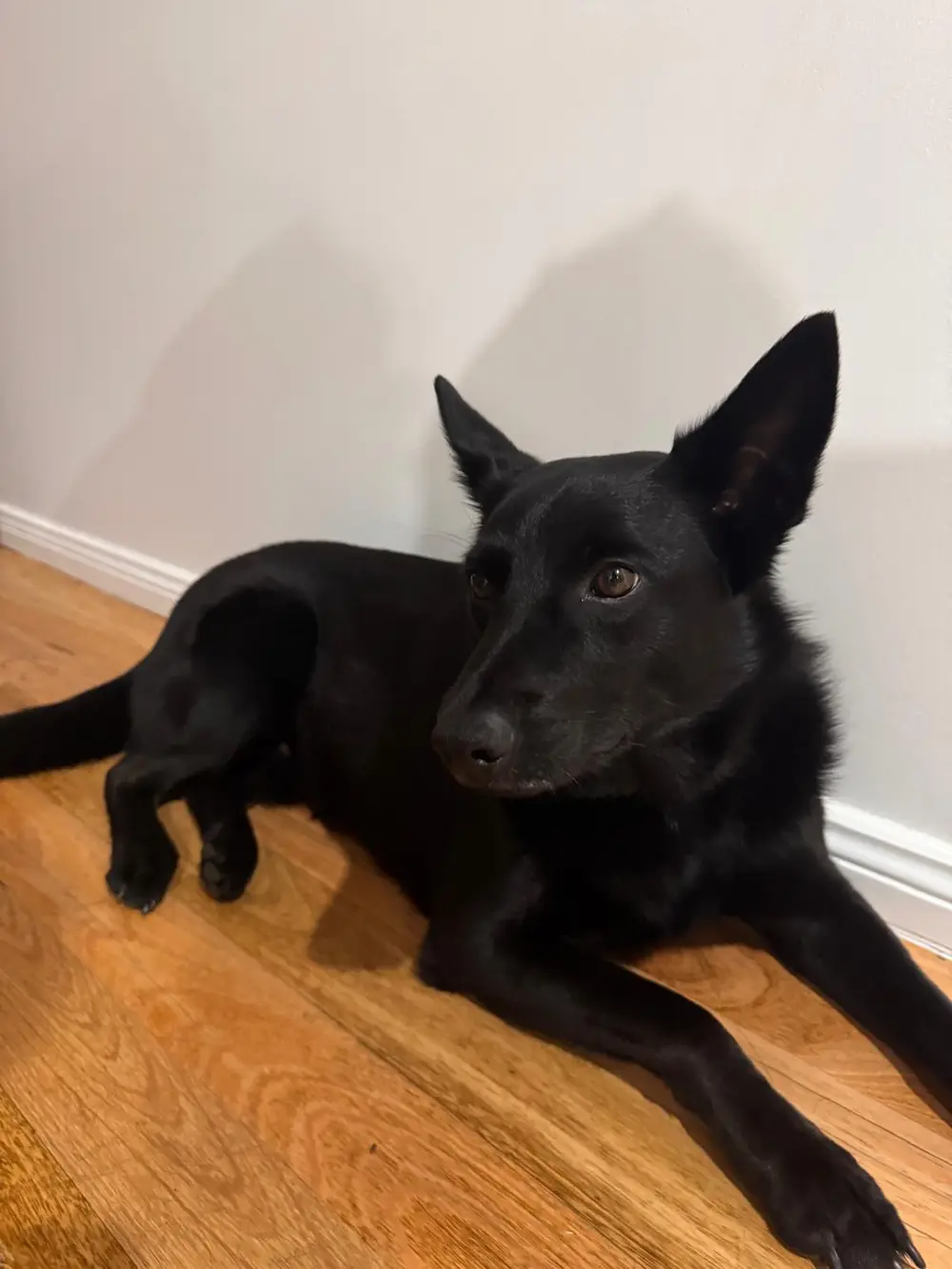 Axel, the black kelpie